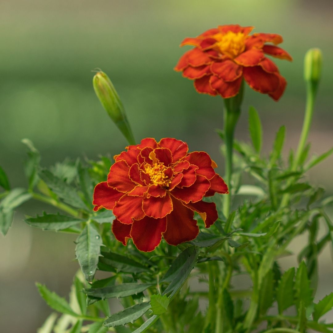 Marigold – Safari Red – 4″ Pot